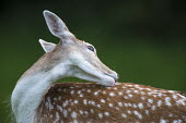 Fallow deer doe (female) licking back Even-toed Ungulates,Artiodactyla,Cervidae,Deer,Chordates,Chordata,Mammalia,Mammals,Temperate,Cetartiodactyla,Europe,Terrestrial,Animalia,Dama,dama,Common,Herbivorous,Wetlands,IUCN Red List,Least Conce