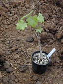 Molokai koki'o sapling grown in a nursery Immature form,Conservation,North America,Forest,Magnoliopsida,Malvaceae,Extinct in the Wild,Kokia,Plantae,Terrestrial,Malvales,Tracheophyta,Photosynthetic,cookei,IUCN Red List