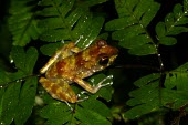 Gephyromantis silvanus on leaf Adult,Mantellidae,Terrestrial,Africa,Streams and rivers,silvanus,Amphibia,Riparian,Gephyromantis,Wetlands,Animalia,Aquatic,Endangered,Anura,Chordata,Sub-tropical,IUCN Red List