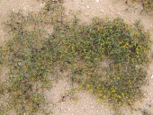 Tetraena simplex Habitat,Species in habitat shot,Mature form,Leaves,Flower,Photosynthetic,Tracheophyta,Sapindales,Terrestrial,Magnoliopsida,Asia,Tetraena,Africa,Desert,Zygophyllaceae,Not Evaluated,Plantae