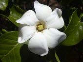 Close up of a Hawaiian gardenia flower Mature form,Flower,North America,Photosynthetic,Tracheophyta,Rubiaceae,Critically Endangered,Gardenia,Terrestrial,Plantae,Rubiales,brighamii,Magnoliopsida,Pacific,IUCN Red List