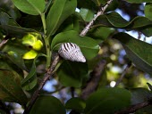 Partulina proxima Terrestrial,Stylommatophora,Achatinellidae,Gastropoda,Endangered,IUCN Red List,Mollusca,Animalia,Partulina,North America,proxima,Herbivorous