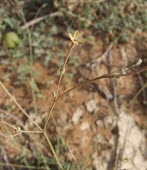 Kohautia caespitosa flower detail Flower,Mature form,Rubiales,Terrestrial,Magnoliopsida,Rubiaceae,Rock,Tracheophyta,Plantae,Asia,Photosynthetic,Kohautia,Africa