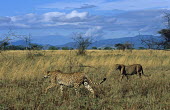 Cheetahs on the move Chordates,Chordata,Carnivores,Carnivora,Mammalia,Mammals,Felidae,Cats,jubatus,Savannah,Appendix I,Africa,Acinonyx,Critically Endangered,Carnivorous,Terrestrial,Animalia,Endangered,Scrub,Vulnerable,IUC