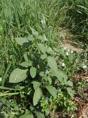 Heliotropium europaeum flowering Mature form,Leaves,Habitat,Flower,Species in habitat shot,Magnoliophyta,Flowering Plants,Lamiales,Borage Family,Boraginaceae,Magnoliopsida,Dicots,Terrestrial,Urban,Europe,Asia,Soil,Photosynthetic,Plan