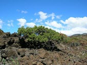 Island nesoluma tree in habitat Habitat,Mature form,Species in habitat shot,polynesicum,Magnoliopsida,Tracheophyta,Desert,Plantae,Vulnerable,Australia,Sapotaceae,Nesoluma,Terrestrial,Photosynthetic,Rock,Ebenales,Semi-desert,North Am