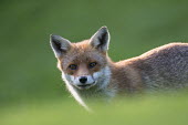 Red fox cub portrait Chordates,Chordata,Mammalia,Mammals,Carnivores,Carnivora,Dog, Coyote, Wolf, Fox,Canidae,Asia,Africa,Common,Riparian,Terrestrial,Animalia,vulpes,Omnivorous,Vulpes,Urban,Europe,Temperate,Mountains,Agric