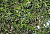 Ilex uraiensis tree with berries and leaves Mature form,Leaves,Fruits or berries,Endangered,Celastrales,Magnoliopsida,Temperate,Ilex,Tracheophyta,Terrestrial,Aquifoliaceae,Forest,Plantae,Photosynthetic,Asia,IUCN Red List