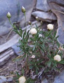 Phagnalon viridifolium, white form Leaves,Flower,Asterales,Terrestrial,Phagnalon,Magnoliopsida,Photosynthetic,Compositae,Tracheophyta,IUCN Red List,Not Evaluated,Plantae,Asia