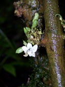 Ha`iwale flowers Mature form,Critically Endangered,North America,Terrestrial,Mountains,Cyrtandra,Gesneriaceae,Tracheophyta,Scrophulariales,Photosynthetic,IUCN Red List,Plantae,Magnoliopsida