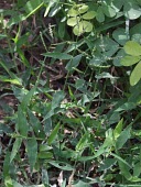 Brachiaria reptans Leaves,Mature form,Flower,Asia,Gramineae,Least Concern,Plantae,Tracheophyta,Liliopsida,Africa,Grassland,IUCN Red List,Terrestrial,Photosynthetic,Cyperales,Brachiaria