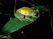 Boophis jaegeri on leaf Adult,jaegeri,Carnivorous,Vulnerable,Animalia,Terrestrial,Streams and rivers,Mantellidae,Amphibia,Rainforest,Africa,Chordata,Boophis,Anura,IUCN Red List