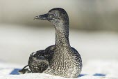 Portrait of a juvenile Cape Gannet Immature Adult,Terrestrial,Sulidae,Shore,Carnivorous,Atlantic,Aves,Ocean,Indian,Vulnerable,Africa,Coastal,Flying,Pelecaniformes,Chordata,Animalia,Morus,capensis,IUCN Red List