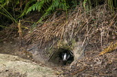 European badger cub at sett entrance hole Carnivores,Carnivora,Mammalia,Mammals,Chordates,Chordata,Weasels, Badgers and Otters,Mustelidae,Europe,meles,Temperate,Animalia,Meles,Coastal,Species of Conservation Concern,Scrub,Wildlife and Conserv