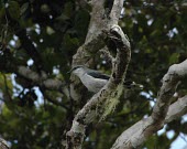 Mauritius cuckoo-shrike perched in habitat Adult,Africa,Flying,typica,Campephagidae,Animalia,Vulnerable,Terrestrial,Passeriformes,Sub-tropical,Carnivorous,Chordata,Coracina,Tropical,Aves,IUCN Red List