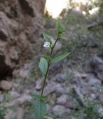 Hibiscus micranthus flowering Leaves,Mature form,Flower,Asia,Magnoliopsida,Photosynthetic,Malvaceae,Hibiscus,Rock,Tracheophyta,Africa,Terrestrial,Malvales,Plantae