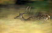 Chital/spotted deer stag running Chordates,Chordata,Mammalia,Mammals,Cervidae,Deer,Even-toed Ungulates,Artiodactyla,Asia,South America,Forest,Animalia,Axis,Grassland,Temperate,Europe,Scrub,Least Concern,Australia,Herbivorous,Cetartio