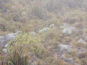 Eke silversword in habitat Mature form,Compositae,Tracheophyta,Wetlands,Argyroxiphium,caliginis,Asterales,Terrestrial,Plantae,Magnoliopsida,Pacific,Vulnerable,Photosynthetic,IUCN Red List