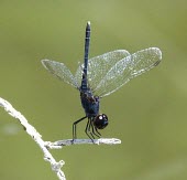 Purple darter Ponds and lakes,Sub-tropical,Arthropoda,Insecta,Asia,Temporary water,Odonata,Carnivorous,Scrub,Savannah,Europe,Diplacodes,Streams and rivers,Libellulidae,Tropical,Flying,Africa,Animalia,Wetlands,IUCN