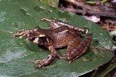 Salegy forest frog on leaf Adult,Terrestrial,Africa,Gephyromantis,salegy,Aquatic,Carnivorous,Animalia,Mantellidae,Anura,Amphibia,Vulnerable,Streams and rivers,Rainforest,Chordata,IUCN Red List