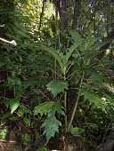 Cyanea dunbariae on forest floor Mature form,Forest,Campanulalea,Campanulaceae,Tropical,Photosynthetic,Critically Endangered,Terrestrial,Magnoliopsida,Cyanea,Rainforest,Plantae,Tracheophyta,IUCN Red List,North America