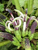 Close-up of Haleakala cyanea flowers Flower,Cyanea,Vulnerable,Campanulales,Plantae,Photosynthetic,Terrestrial,Magnoliopsida,Campanulaceae,North America,Mountains,IUCN Red List,Tracheophyta