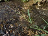 Jungle ricegrass Leaves,Fruits or berries,Mature form,Poales,Poaceae,Grasses,Magnoliophyta,Flowering Plants,Monocots,Liliopsida,Asia,Plantae,Least Concern,Tracheophyta,Terrestrial,Cyperales,Photosynthetic,Africa,Echin