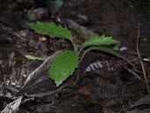 Cyanea dunbariae seedling Seedling,Forest,Campanulalea,Campanulaceae,Tropical,Photosynthetic,Critically Endangered,Terrestrial,Magnoliopsida,Cyanea,Rainforest,Plantae,Tracheophyta,IUCN Red List,North America