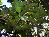 Partulina proxima in tree Terrestrial,Stylommatophora,Achatinellidae,Gastropoda,Endangered,IUCN Red List,Mollusca,Animalia,Partulina,North America,proxima,Herbivorous