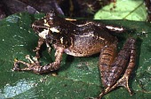 Close up of a Salegy forest frog Adult,Terrestrial,Africa,Gephyromantis,salegy,Aquatic,Carnivorous,Animalia,Mantellidae,Anura,Amphibia,Vulnerable,Streams and rivers,Rainforest,Chordata,IUCN Red List