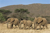 African elephant family on the move Elephants,Elephantidae,Chordates,Chordata,Elephants, Mammoths, Mastodons,Proboscidea,Mammalia,Mammals,Appendix I,Africa,Appendix II,Savannah,Herbivorous,Terrestrial,Animalia,Convention on Migratory Sp