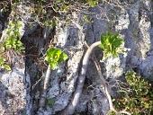 Puaala Flower,Mature form,Scrub,Magnoliopsida,Tracheophyta,Critically Endangered,Campanulaceae,Soil,Photosynthetic,North America,Terrestrial,Campanulales,Rock,Brighamia,Plantae,rockii,Grassland,IUCN Red List