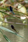 Male and female Syrian demoiselle Terrestrial,Calopteryx,Insecta,Aquatic,IUCN Red List,syriaca,Fresh water,Asia,Calopterygidae,Odonata,Carnivorous,Animalia,Endangered,Arthropoda,Flying