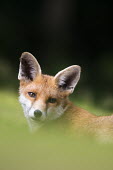 Red fox portrait Chordates,Chordata,Mammalia,Mammals,Carnivores,Carnivora,Dog, Coyote, Wolf, Fox,Canidae,Asia,Africa,Common,Riparian,Terrestrial,Animalia,vulpes,Omnivorous,Vulpes,Urban,Europe,Temperate,Mountains,Agric