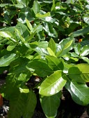 Close up of a Hawaiian gardenia Mature form,Leaves,North America,Photosynthetic,Tracheophyta,Rubiaceae,Critically Endangered,Gardenia,Terrestrial,Plantae,Rubiales,brighamii,Magnoliopsida,Pacific,IUCN Red List