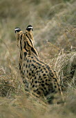 Serval cat (Felis serval) on alert, Masai Mara National Reserve, Kenya