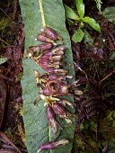 Haha fruits Mature form,Campanulaceae,Cyanea,Tracheophyta,Terrestrial,hamatiflora,Campanulales,Plantae,Magnoliopsida,Photosynthetic,Pacific,Critically Endangered,Mountains,IUCN Red List