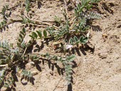 Astragalus eremophilus Mature form,Africa,Magnoliopsida,Tracheophyta,Photosynthetic,Leguminosae,Fabales,Terrestrial,Astragalus,Plantae