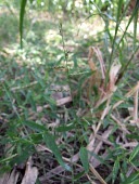 Brachiaria reptans Leaves,Mature form,Flower,Asia,Gramineae,Least Concern,Plantae,Tracheophyta,Liliopsida,Africa,Grassland,IUCN Red List,Terrestrial,Photosynthetic,Cyperales,Brachiaria