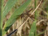 Dark-winged groundling adult Odonata,Aquatic,Arthropoda,Brachythemis,Libellulidae,fuscopalliata,Insecta,Animalia,Asia,Carnivorous,Ponds and lakes,Flying,Vulnerable,Streams and rivers,IUCN Red List