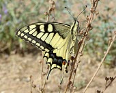 Common swallowtail wing detail Arthropoda,Animalia,Lepidoptera,Wetlands,Species of Conservation Concern,Papilionidae,Papilio,Insecta,Herbivorous,Flying,Fluid-feeding,Europe