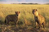 Spotted hyenas at den at sunset Chordates,Chordata,Hyaenidae,Hyenas, Aardwolves,Carnivores,Carnivora,Mammalia,Mammals,Savannah,crocuta,Carnivorous,Least Concern,Africa,Tropical,Desert,Sub-tropical,Crocuta,Animalia,IUCN Red List