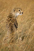 Cheetah Chordates,Chordata,Carnivores,Carnivora,Mammalia,Mammals,Felidae,Cats,jubatus,Savannah,Appendix I,Africa,Acinonyx,Critically Endangered,Carnivorous,Terrestrial,Animalia,Endangered,Scrub,Vulnerable,IUC