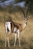 GRANT'S GAZELLE Adult Male,Adult,Chordates,Chordata,Mammalia,Mammals,Even-toed Ungulates,Artiodactyla,Bovidae,Bison, Cattle, Sheep, Goats, Antelopes,granti,Africa,Terrestrial,Agricultural,Animalia,Least Concern,Grass