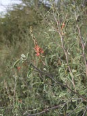 Hasr flowers Habitat,Flower,Mature form,Leaves,Species in habitat shot,Photosynthetic,Magnoliopsida,Terrestrial,Leguminosae,Savannah,Africa,Tracheophyta,Grassland,Plantae,Fabales,Asia,Indigofera,IUCN Red List,Leas