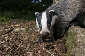 European badger cub in oak woods Carnivores,Carnivora,Mammalia,Mammals,Chordates,Chordata,Weasels, Badgers and Otters,Mustelidae,Europe,meles,Temperate,Animalia,Meles,Coastal,Species of Conservation Concern,Scrub,Wildlife and Conserv