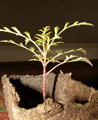 Kookoolau in cultivation Immature form,Compositae,Magnoliopsida,Sub-tropical,wiebkei,Pacific,Terrestrial,Asterales,Bidens,Critically Endangered,Tracheophyta,Plantae,Photosynthetic,IUCN Red List