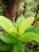 Close up of the leaves of an 'Anini Mature form,Leaves,sandwicensis,Photosynthetic,Vulnerable,Magnoliopsida,Tracheophyta,Theales,Plantae,North America,Eurya,Terrestrial,Pacific,Theaceae,IUCN Red List