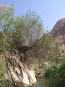 Salix acmophylla Species in habitat shot,Habitat,Plantae,Magnoliopsida,Terrestrial,Tracheophyta,Least Concern,Salicaceae,Asia,Salicales,Photosynthetic,Europe,Salix,IUCN Red List