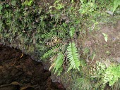 Boyd's maidenfern on edge of pool Freshwater,Mature form,Habitat,Marine,Terrestrial,Rainforest,boydiae,Endangered,Plantae,Blechnales,Thelypteridaceae,Fresh water,Polypodiophyta,North America,Christella,Polypodiopsida,IUCN Red List